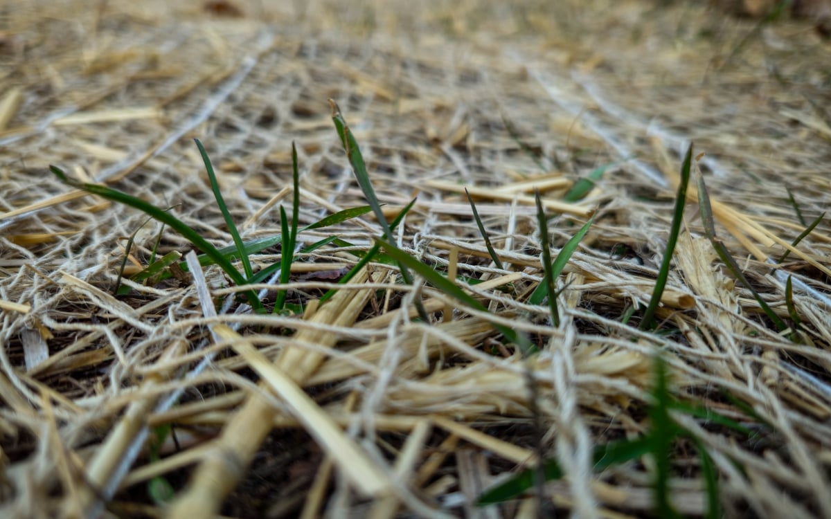 Blades of grass growing through an erosion control mat for land restoration